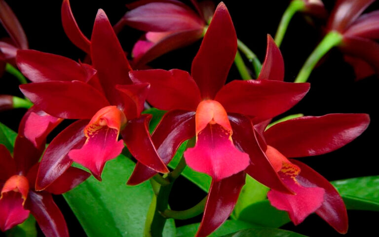 cultivar orquídea chocolate