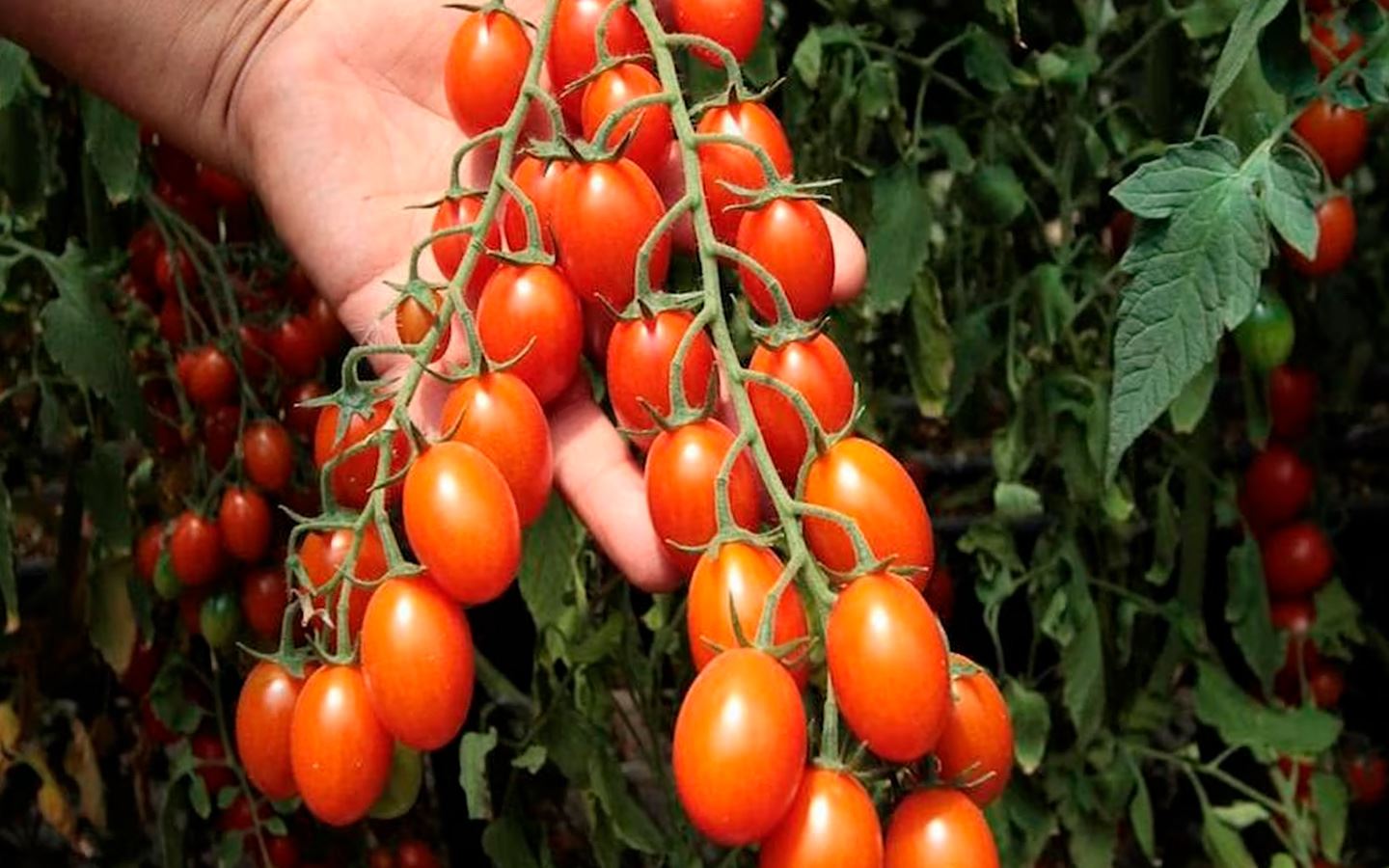 cuidados tomate uva