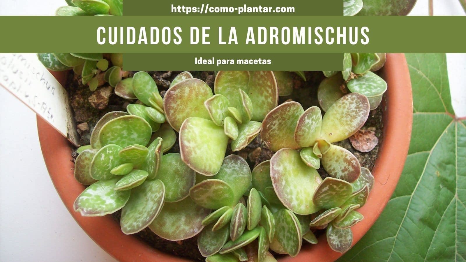 Guía para plantar, propagar y cuidar Adromischus