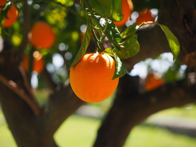 Sembrar naranjas