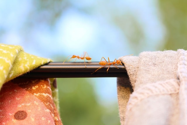 Repelentes para hormigas