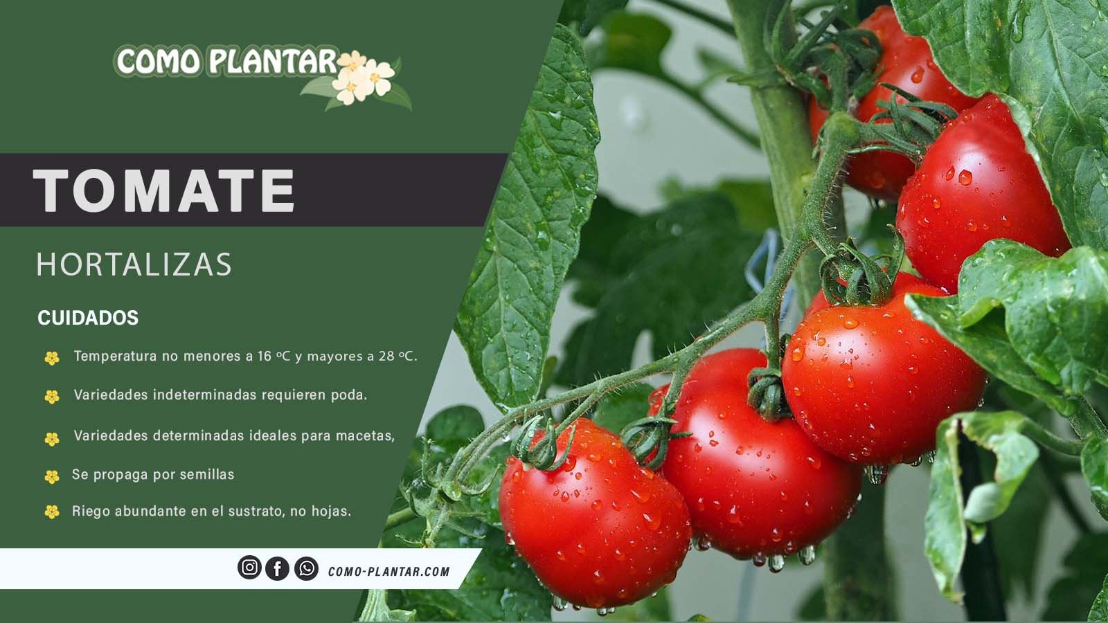 Guía de variedades y cuidados para el cultivo del tomate