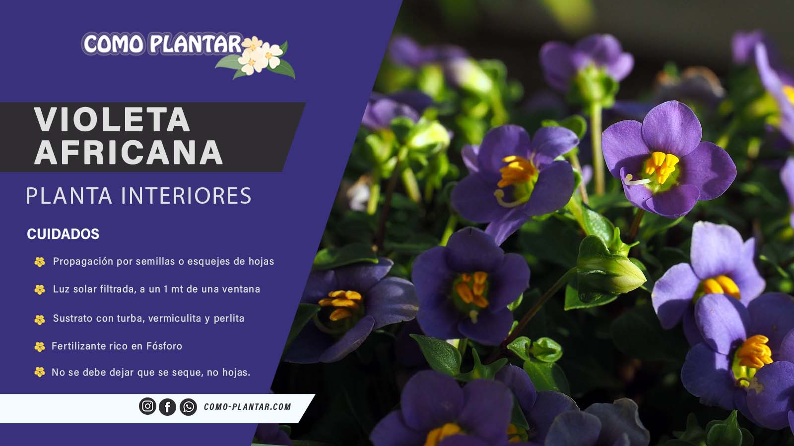 Guía para plantar esta especie floral y cuidados de la violeta africana