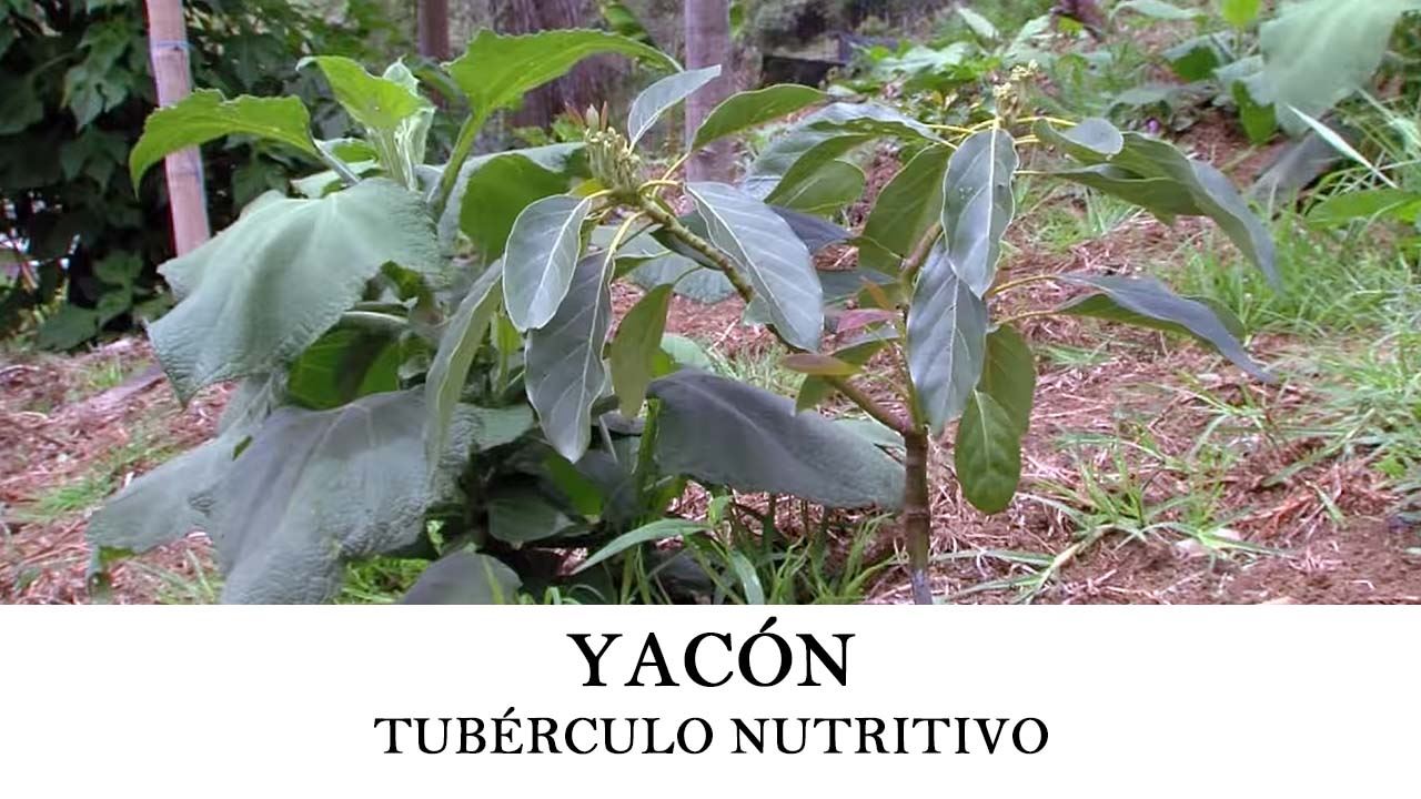 Cómo plantar yacón o Smallanthus sonchifolius