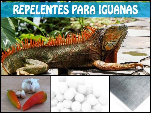 Repelentes para iguanas