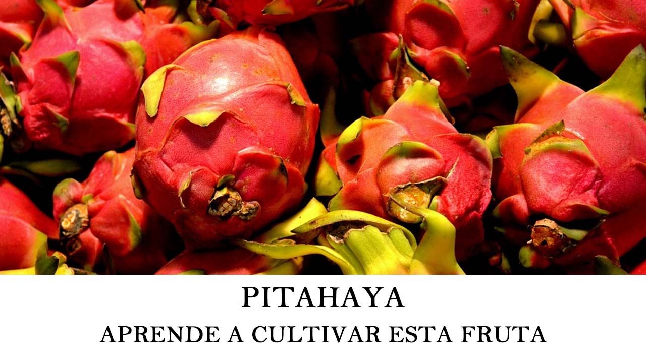 Aprende a cultivar pitahaya