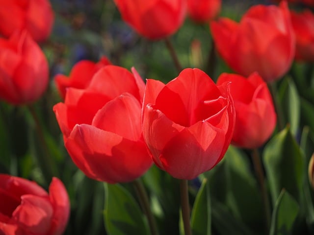 como plantar tulipanes
