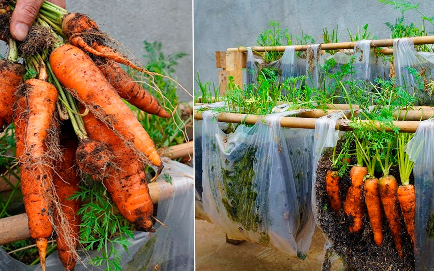 Cultivar zanahorias en bolsas de plástico