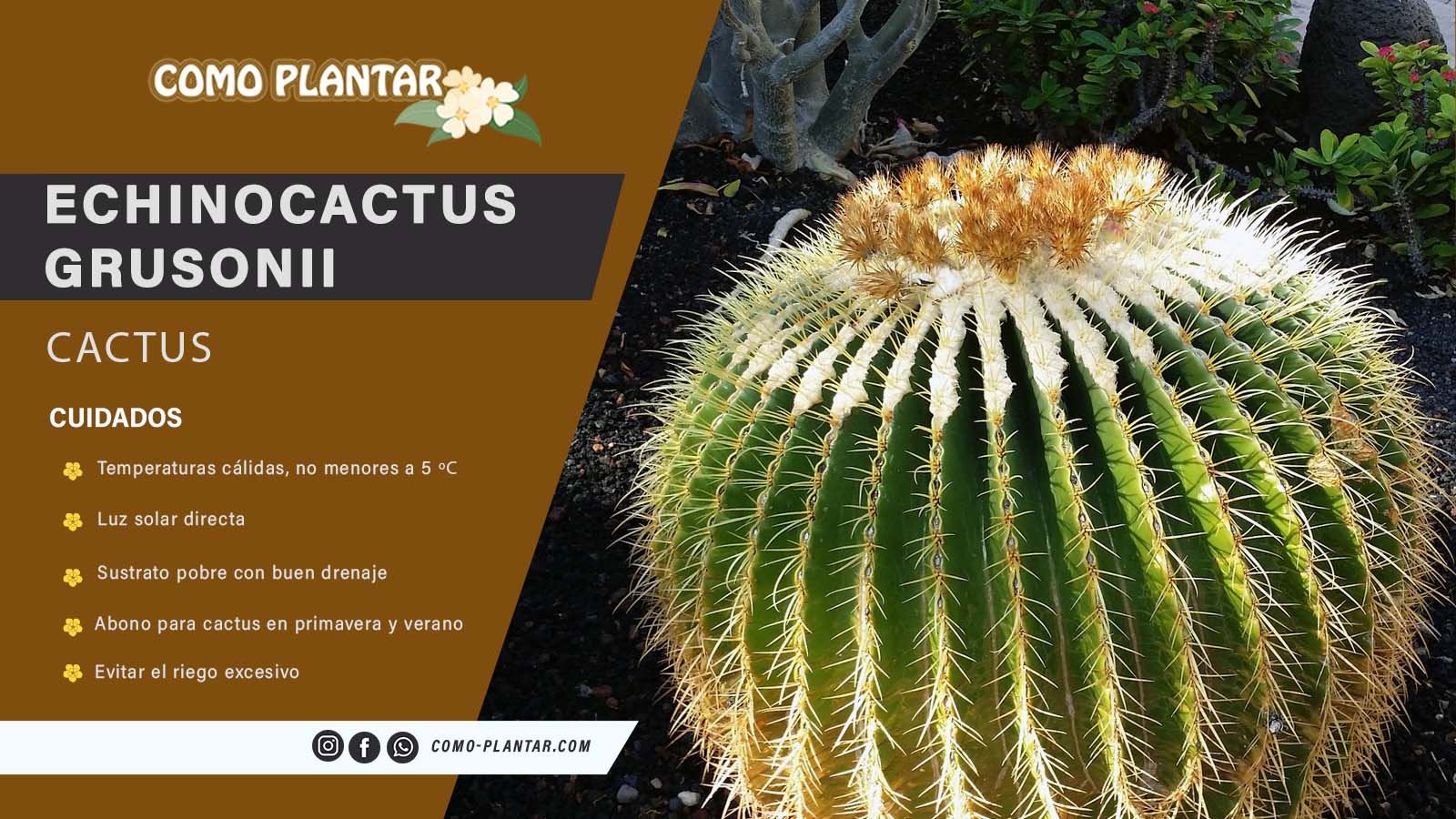 Guía de cuidados del Echinocactus Grusonii o asiento de suegra